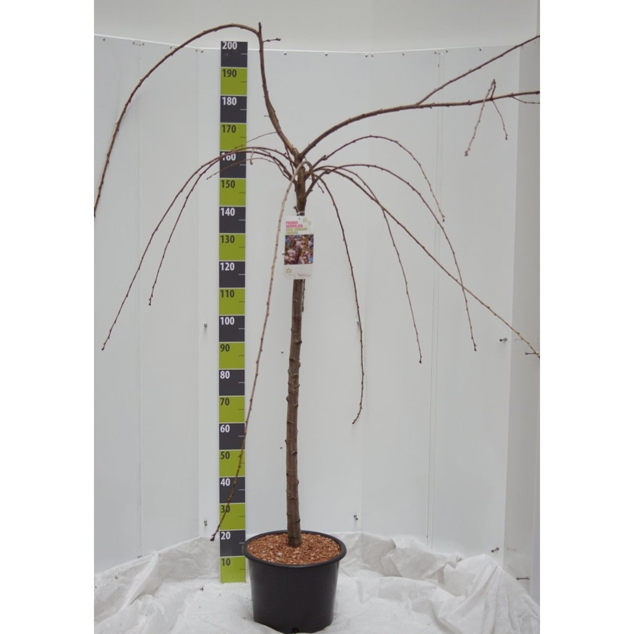 Japanskt körsbär – Prunus serrulata 'Kiku-shidare' - 120 CM Stem C20
